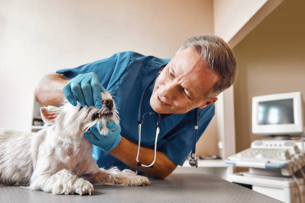 Best Emergency Denture Repair in Jefferson, WI